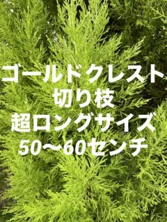 コニファー☘️ゴールドクレスト☘️超ロングサイズ/50〜60センチ/100サイズ