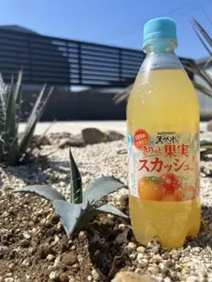 アガベ　サルミアナフェロックス