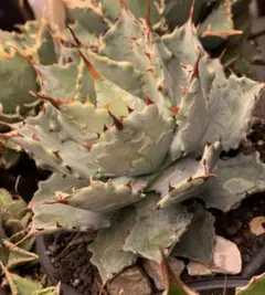 エンコリリウム アガボイデス 種子3粒 encholirium dyckia - メルカリ