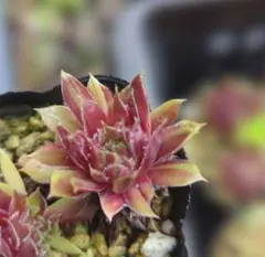 ゆっこさま。Yolanda センペルビウム 多肉植物 ピンク系 - メルカリ