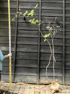 2025年最新】アオダモ 山採りの人気アイテム - メルカリ