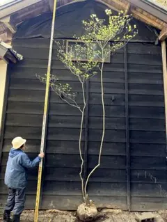 超絶品。山採りミツバツツジ株立ち2.7M(鉢底から) - メルカリ
