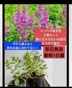 mimiko様 リクエスト 2点 まとめ商品