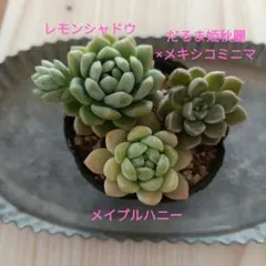 レモンシャドウ だるま姫秋麗× メキシコミニマ　メイプルハニー