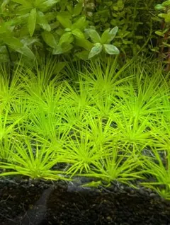 xyris sp red水中葉1株 水草 ADA 水槽 - メルカリ