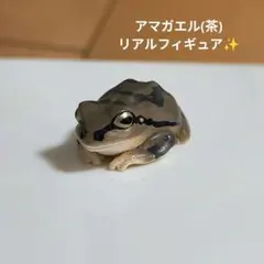 アマガエル 茶色 リアルフィギュア✨