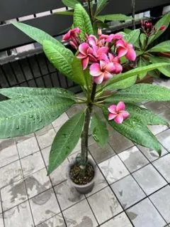 沖縄プルメリア Plastic Pink/ hawaiian＊1株 沖縄プルメリア Plastic Pink/Royal hawaiian＊1株 - メルカリ