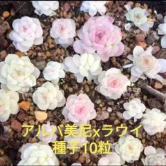 MOKA♡様 リクエスト 2点 まとめ商品