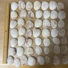 天然貝殻 詰め合わせセット