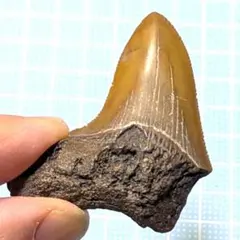 Item thumbnail for item 5fff5bb1-8ace-4234-8ad5-187c2ceb2852