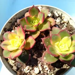 多肉植物 夕映え♡抜き苗(^○^) 多肉植物♡アエオニウム♪夕映え（抜き苗） - メルカリ