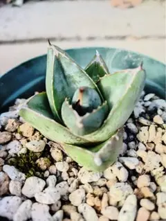 アガベ プミラ 中斑 激レア アガベ プミラ 中斑 激レア