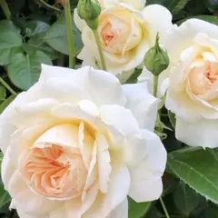 アレバラ苗、四季咲き、希少種、ユージ。。。 アレバラ苗、四季咲き、希少種、ユージ。。。 - メルカリ