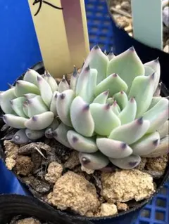 ②ミックスベリア　紫紺の矢