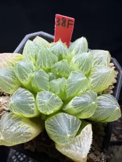 61g 多肉植物 ハオルチア 原種オブツーサ錦 自家繁殖 鉢植え発送