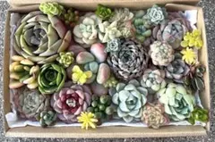 多肉植物　カット苗　寄せ植え　詰め合わせ　169