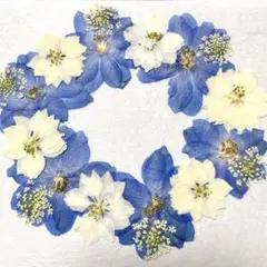 押し花　 NO.941 デルフィニウム　千鳥草他