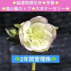 2026年最新】クリスマスローズカップ咲き苗の人気アイテム - メルカリ