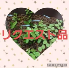 ☘️四種郵便☘️ピッコロ様 リクエスト 3点 まとめ商品