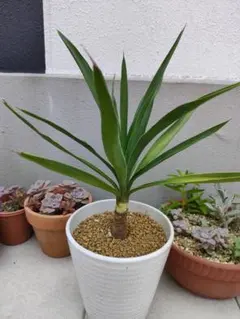 2026年最新】ユッカ 植物の人気アイテム - メルカリ