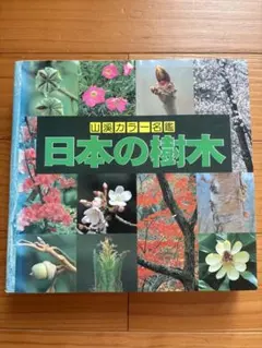 【お得】日本の樹木 山渓カラー名鑑 林弥栄 編 図鑑のサムネイル
