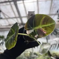 Alocasia 'Holy Grail'｜アロカシア・ホーリーグレイル - メルカリ
