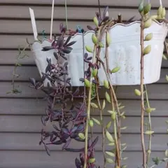 グリーンネクレス他　６種