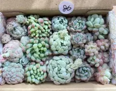 86 多肉植物　多肉弁当　詰め合わせ　寄せ植え　セット　カット苗　韓国苗　セダム