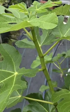 2026年最新】苗木・植木 果樹の人気アイテム - メルカリ