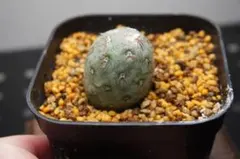 chika様 リクエスト 2点 まとめ商品