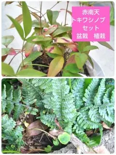 赤色　南天とトキワシノブ　抜き苗　セットで　盆栽　植栽のサムネイル
