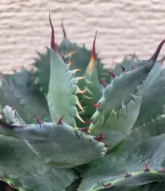 パラサナ×マルガリータ　親株　カキコ付き パラサナ×マルガリータ 親株 カキコ付き