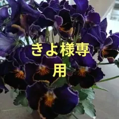Maison de Viola 歌劇スター 雪月花 ビオラ 苗のサムネイル