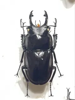 2025年最新】ヤエヤママルバネの人気アイテム - メルカリ