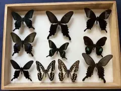2025年最新】蝶標本 ドイツ箱の人気アイテム - メルカリ