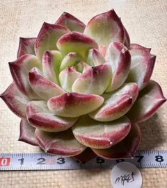 ひ*ん様 m445 新入荷　比翼の鳥　エケベリア　多肉撮影　撮影4月3日