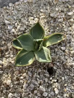 も*ん様 オリザバ パリートランカータ 斑入り 特殊斑 縞斑 変わり斑 アガベ Agave Parryi Truncata 'Orizaba' - アガベ パリー トランカタ