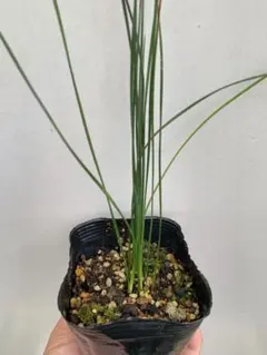 クサントロエア　プレイシー　1苗 鉢のまま発送 2025年最新】クサントロエア プレイシーの人気アイテム - メルカリ