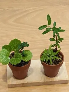 ミニ盆栽 2鉢セット 鉢植えのサムネイル