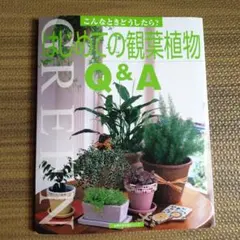 はじめての観葉植物 Q&A