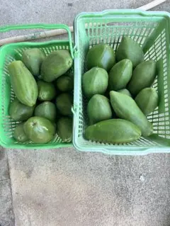新鮮青パパイヤ箱込み15K - メルカリ