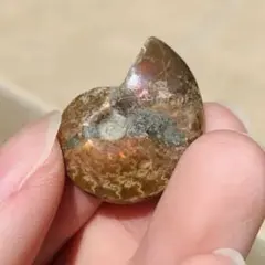 特大オウムガイ　1個　パール磨き　インドネシア産 特大オウムガイ 1個 パール磨き インドネシア産 - メルカリ