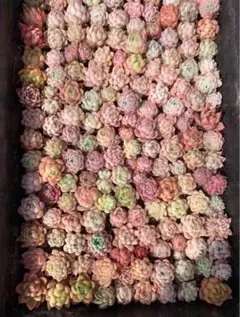 な*こ様 5韓国苗 雑交新種 多肉植物寄せ植えセットカット苗詰め合わせ 90苗