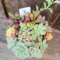 ♦T♦天使の雫　多肉植物 セダム 寄植え　細葉黄金万年草 抜き苗　カット