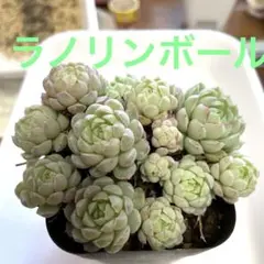 てんてん様 リクエスト 2点 まとめ商品