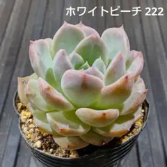 2026年最新】スモールピーチ 多肉の人気アイテム - メルカリ