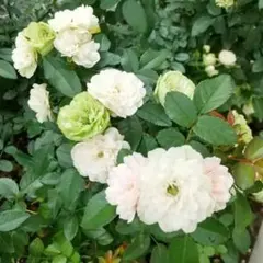 ツボミ付き○冬梅乃子 バラ苗 メルカリ便 - メルカリ