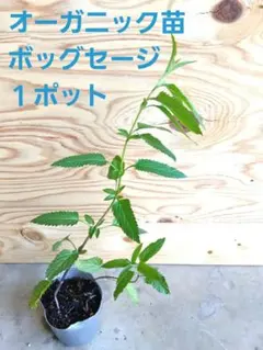 期間限定超お得* 初心者OK 酷暑OK 冬越OK ボッグセージ 苗 匿名配送