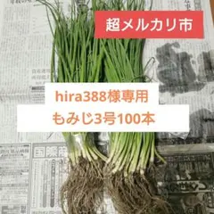 2026年最新】玉ねぎ苗 晩生の人気アイテム - メルカリ