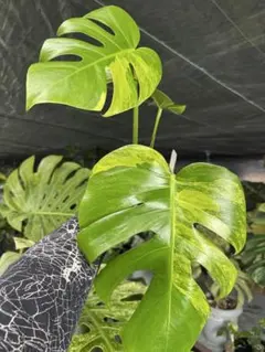 きみどり様 リクエスト 2点 まとめ商品